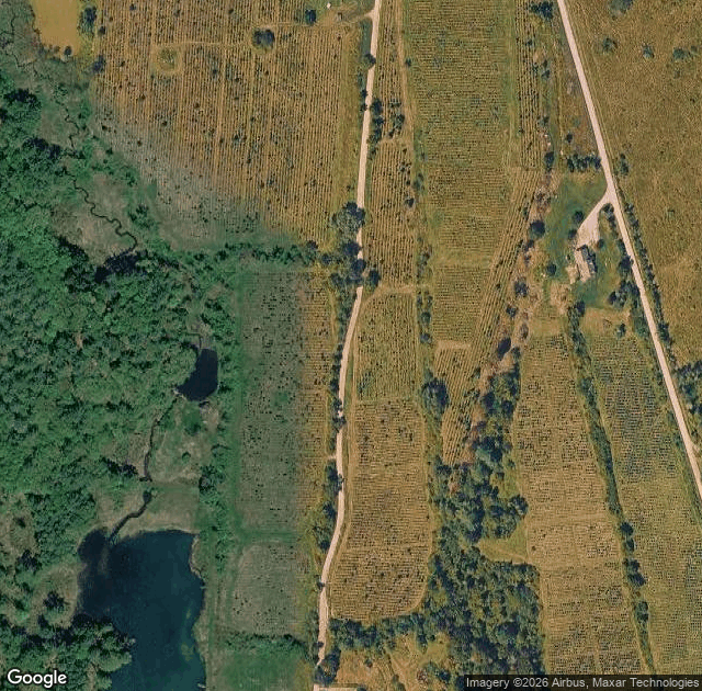 Aerial view of Christmas Trees at Bishop Farm in Springfield, VT