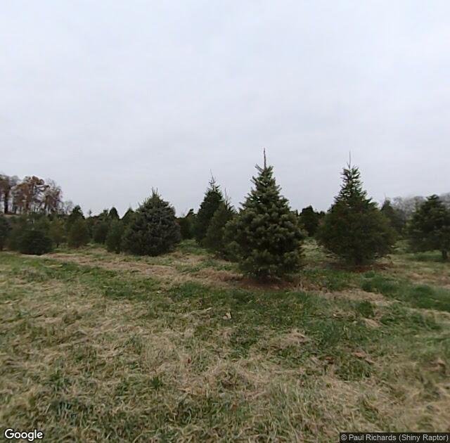 Davidson Christmas Tree Farm in Upperco, MD