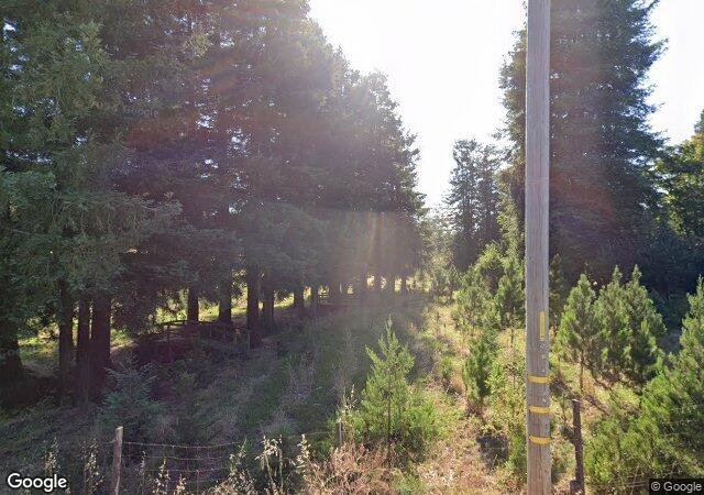 Larsen's Christmas Tree Farm in Petaluma, CA