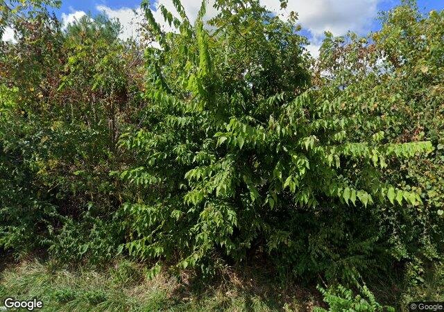 Rossmann's Christmas Tree Farm in Blanchester, OH