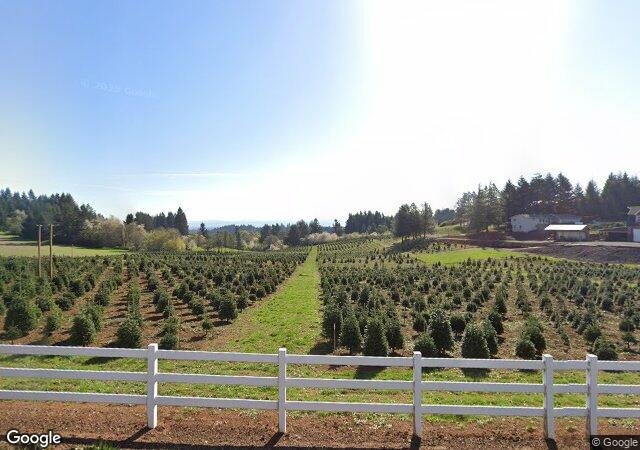 Skyline Christmas Tree Farm in Salem, OR