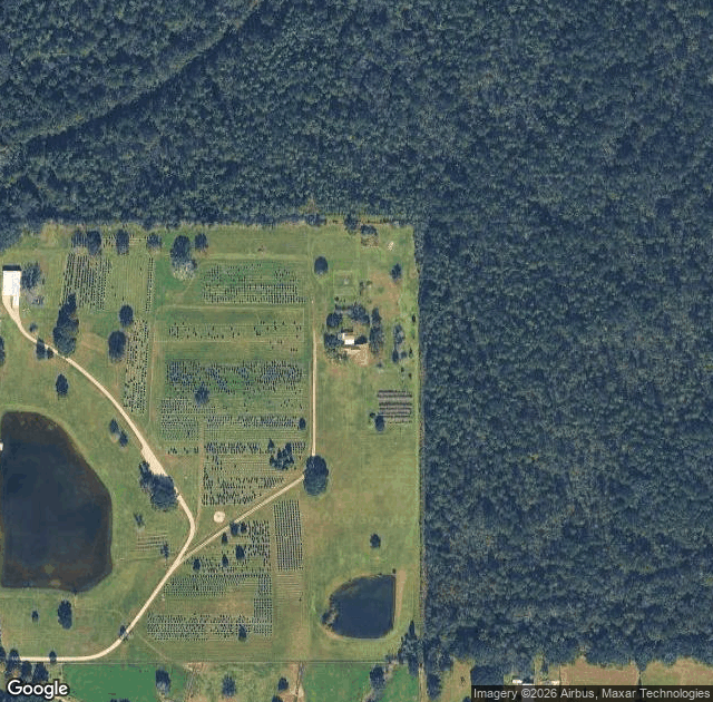 Aerial view of Tiger Branch Christmas Tree Farm in Covington, LA