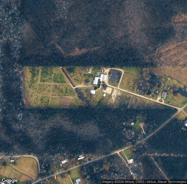 Aerial view of Yawn Station Christmas Tree Farm in Independence, LA