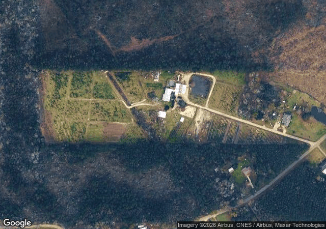 Aerial view of Yawn Station Christmas Tree Farm in Independence, LA